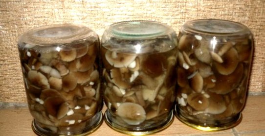 Маринованные опята с чесноком