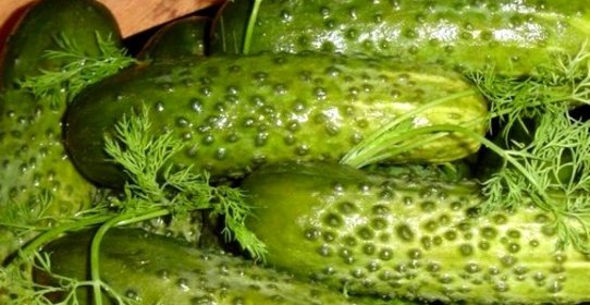 Малосольные огурцы быстрого приготовления в холодной воде