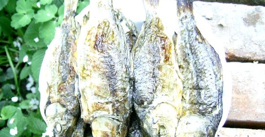 Караси на решетке