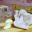 Свиная рулька вареная