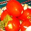 Помидоры квашеные