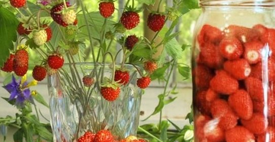 Компот из лесной земляники на зиму