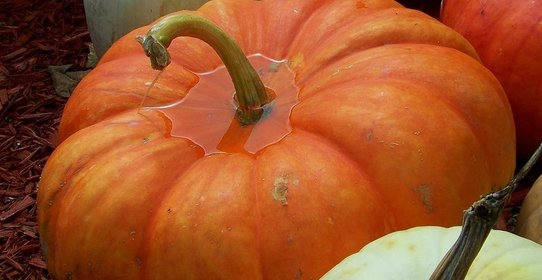 Квашеная тыква