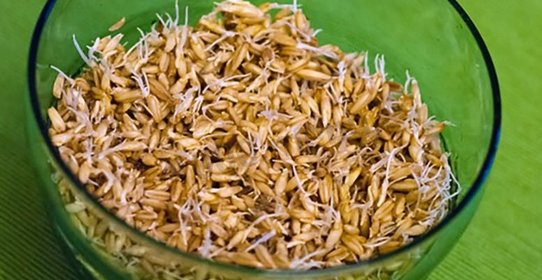 Пророщенный овес