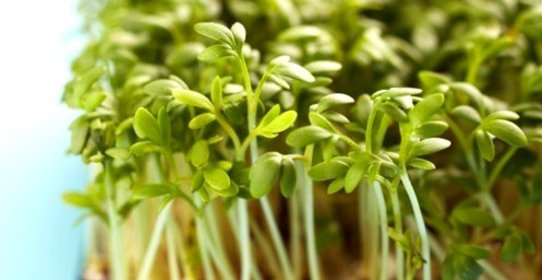 Кресс-салат на гарнир