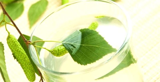 Самогон из березового сока в домашних условиях