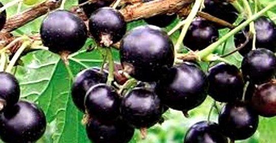 Смородиновый коктейль с яйцом