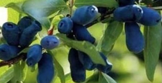 Компот из жимолости на зиму